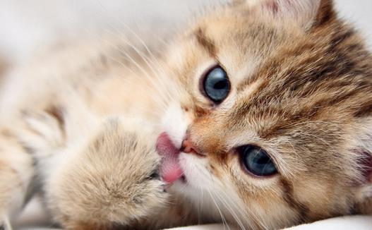 动物疫病诊断仪：猫弓形虫是什么？？？？？？