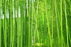 植物株高要如何测量？？？？？？？